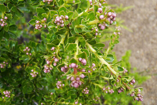 Escallonia virgata (Ruiz & Pavón) Pers. resmi