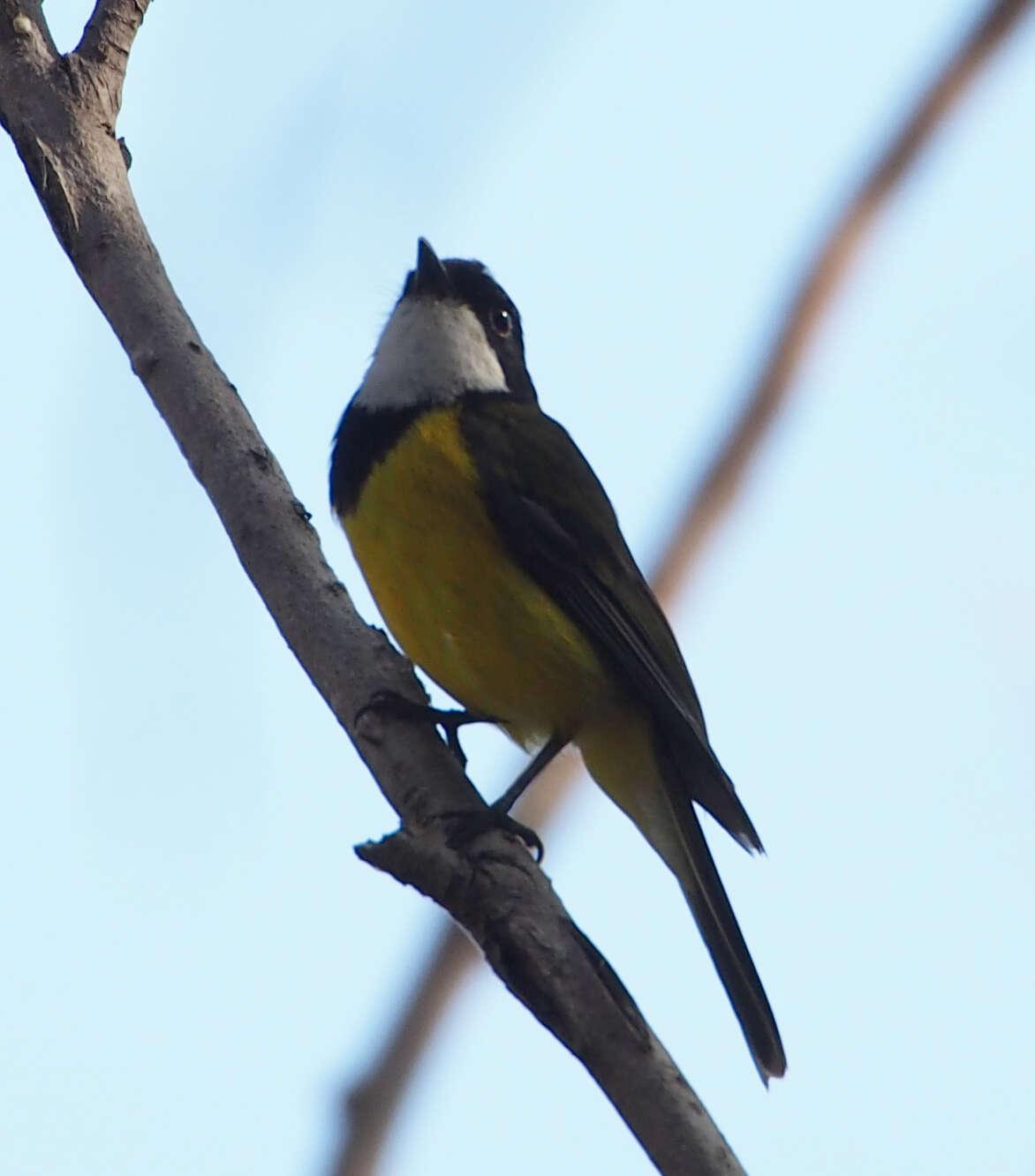 Image of Australian Golden Whistler