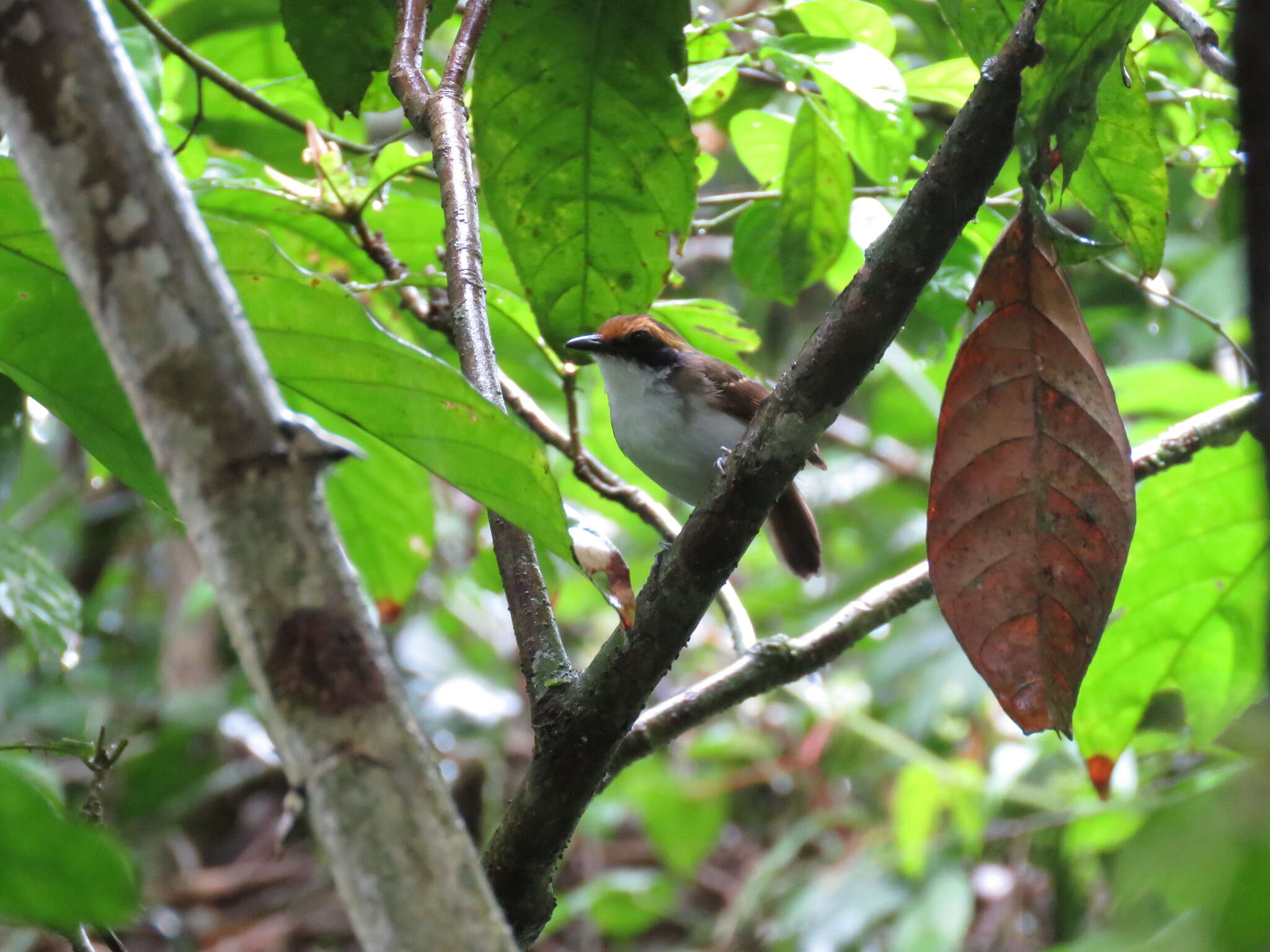 Image of White-browed Antbird