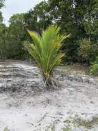 Image of Manarano palm