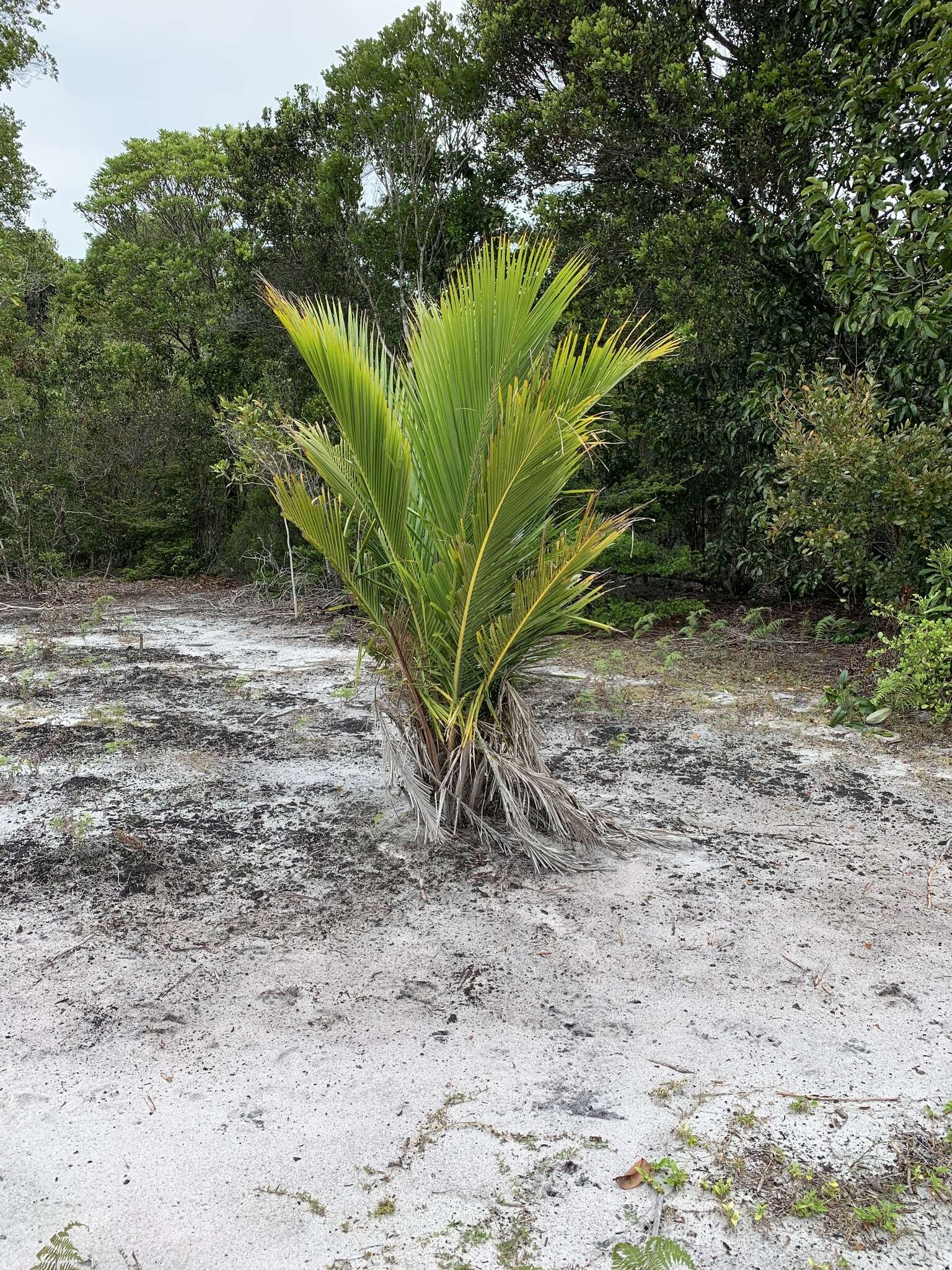 Beccariophoenix madagascariensis Jum. & H. Perrier resmi