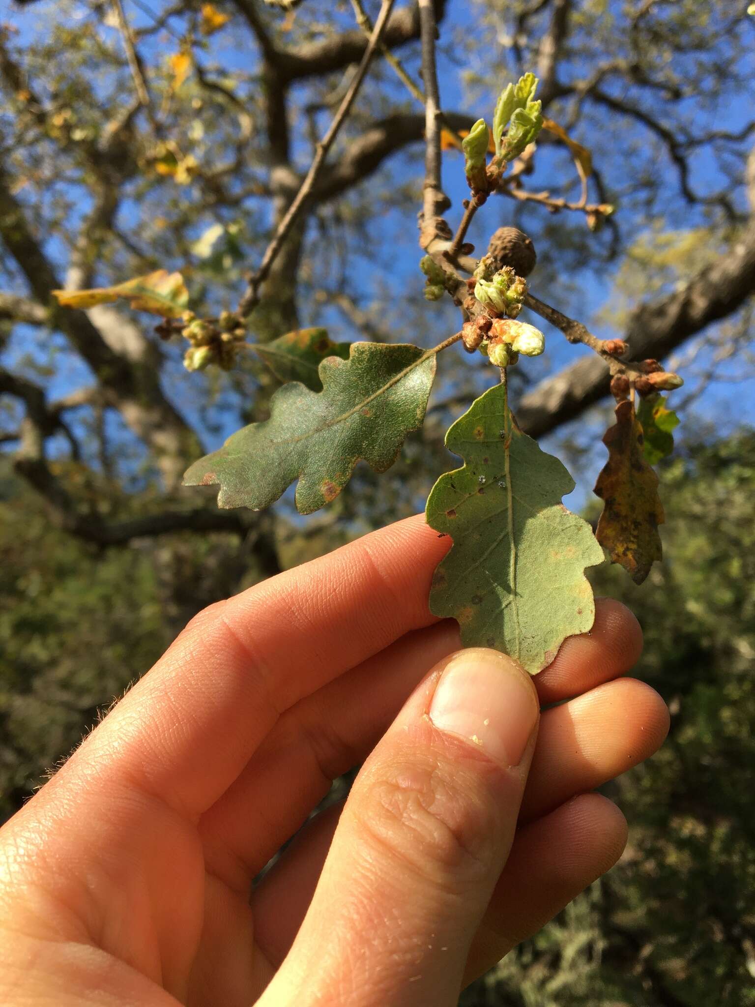 Imagem de Quercus macdonaldii Greene & Kellogg