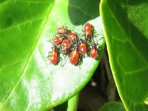 Image of Caenocoris nerii (Germar & E. F. 1847)