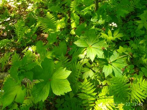 Image of Sanicula rubriflora F. Schmidt