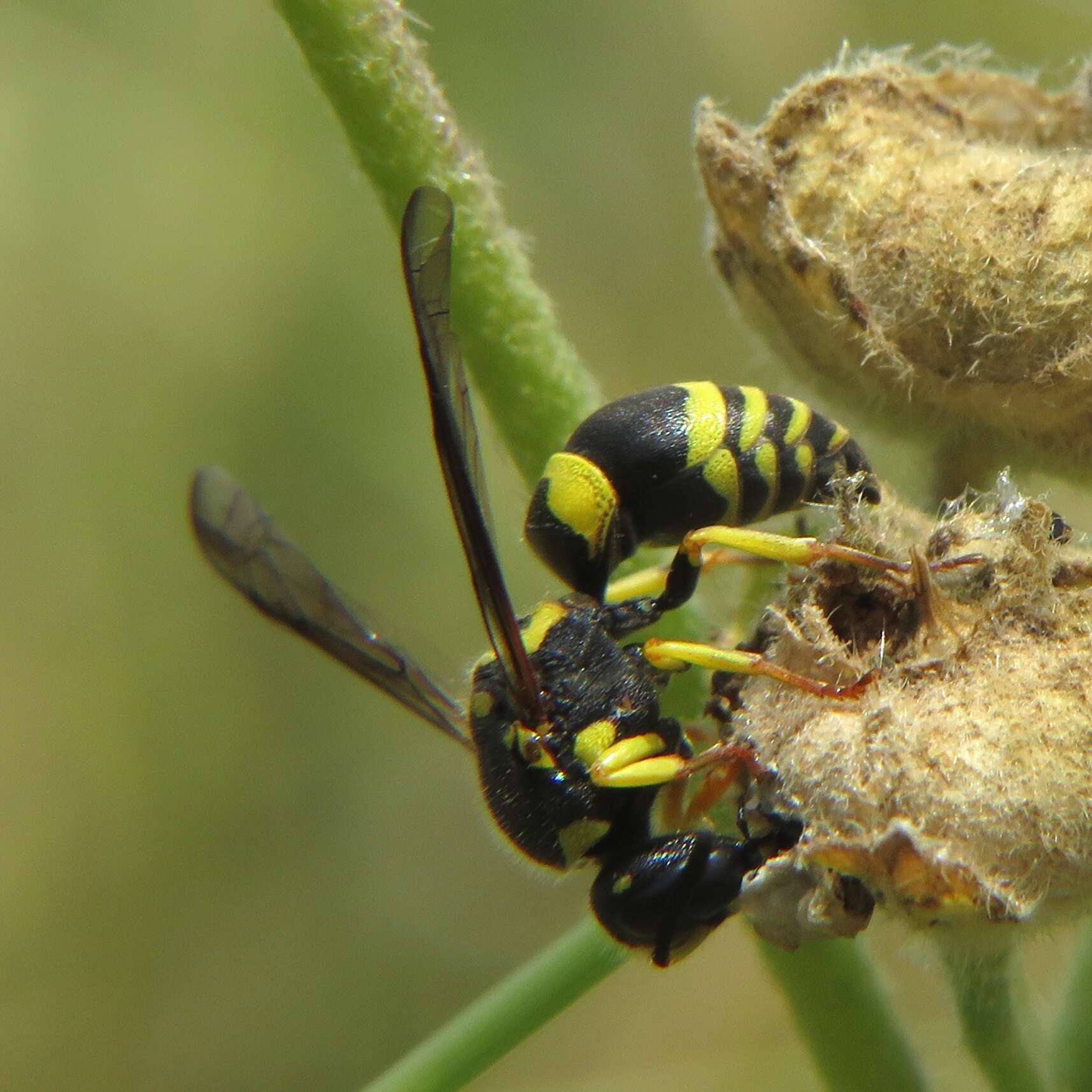 Image of Ancistrocerus renimacula Lepeletier 1841