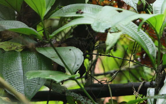 Image of Brown-capped Tyrannulet