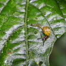 Image of Tikoconus costaricanus Barrientos 2019