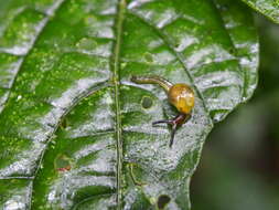 Image of Tikoconus costaricanus Barrientos 2019