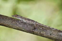 Imagem de Anolis angusticeps Hallowell 1856