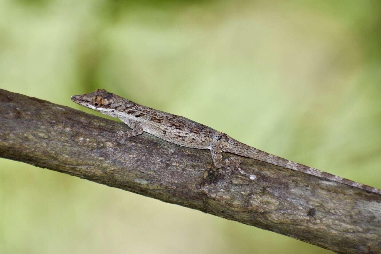 Image of Cuban Twig Anole