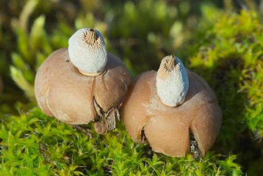 Image of Geastrum schmidelii Vittad. 1842