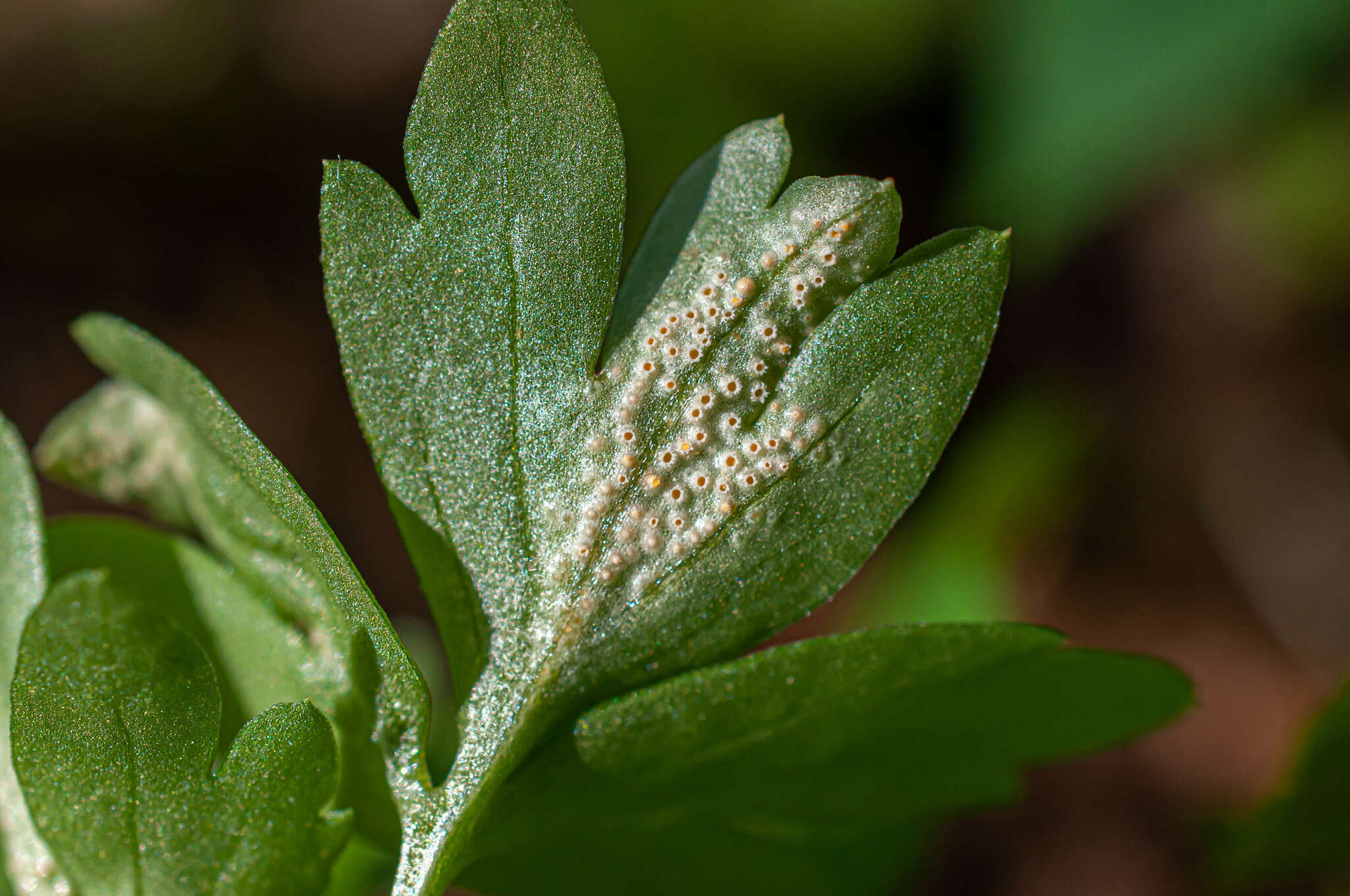 Imagem de Puccinia albescens Grev. 1889