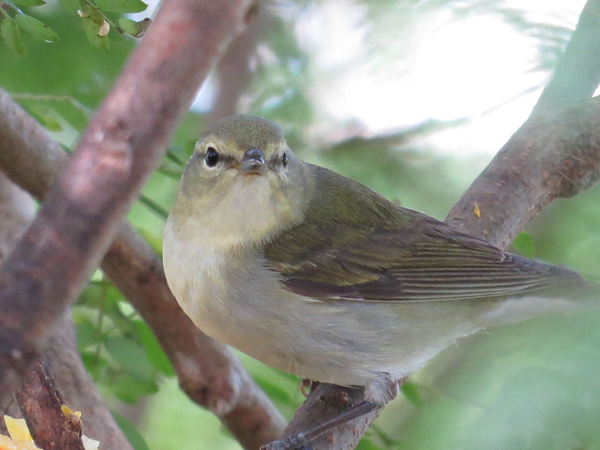 Image of Tennessee Warbler