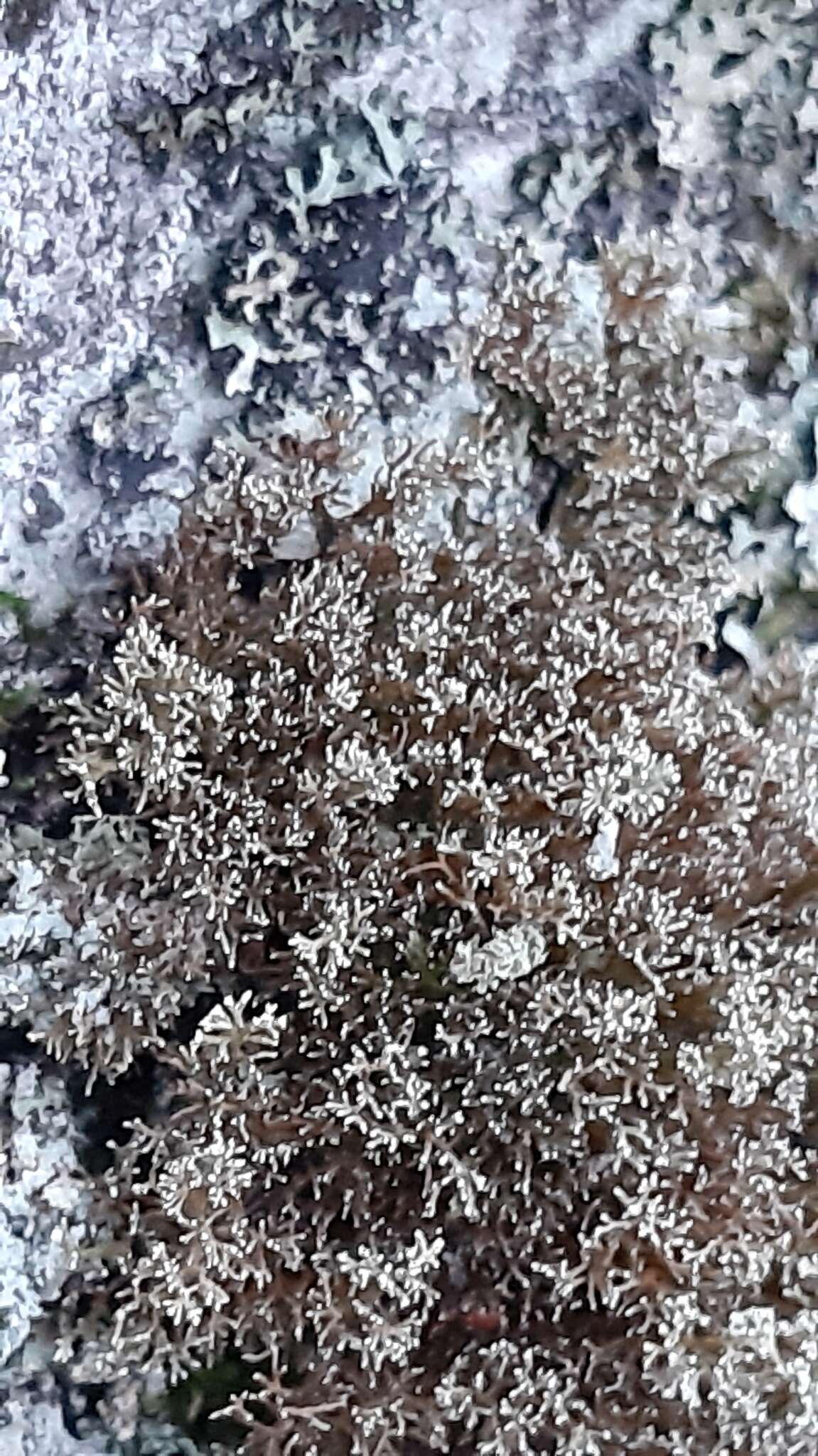 Image of globe ball lichen