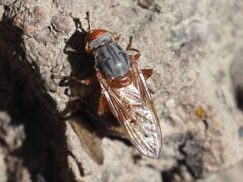 صورة Brachyopa maculipennis Thompson 1980