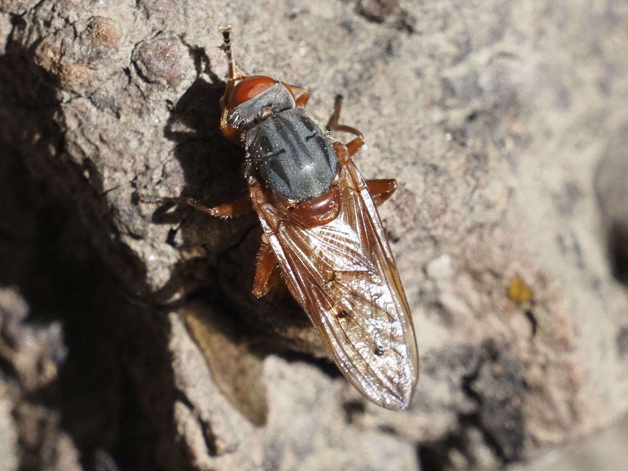 Image de Brachyopa maculipennis Thompson 1980