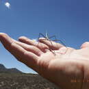 صورة Gratidiinilobus capensis Brock 2005