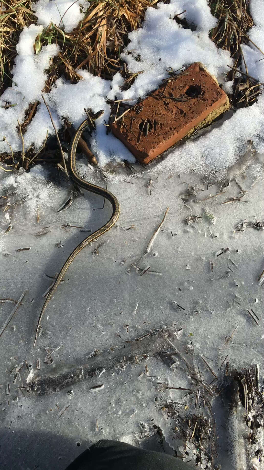 Image of Plains Garter Snake