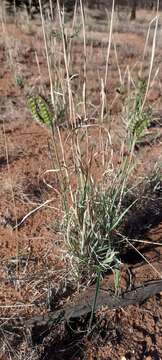 Image of Oxychloris scariosa (F. Muell.) Lazarides