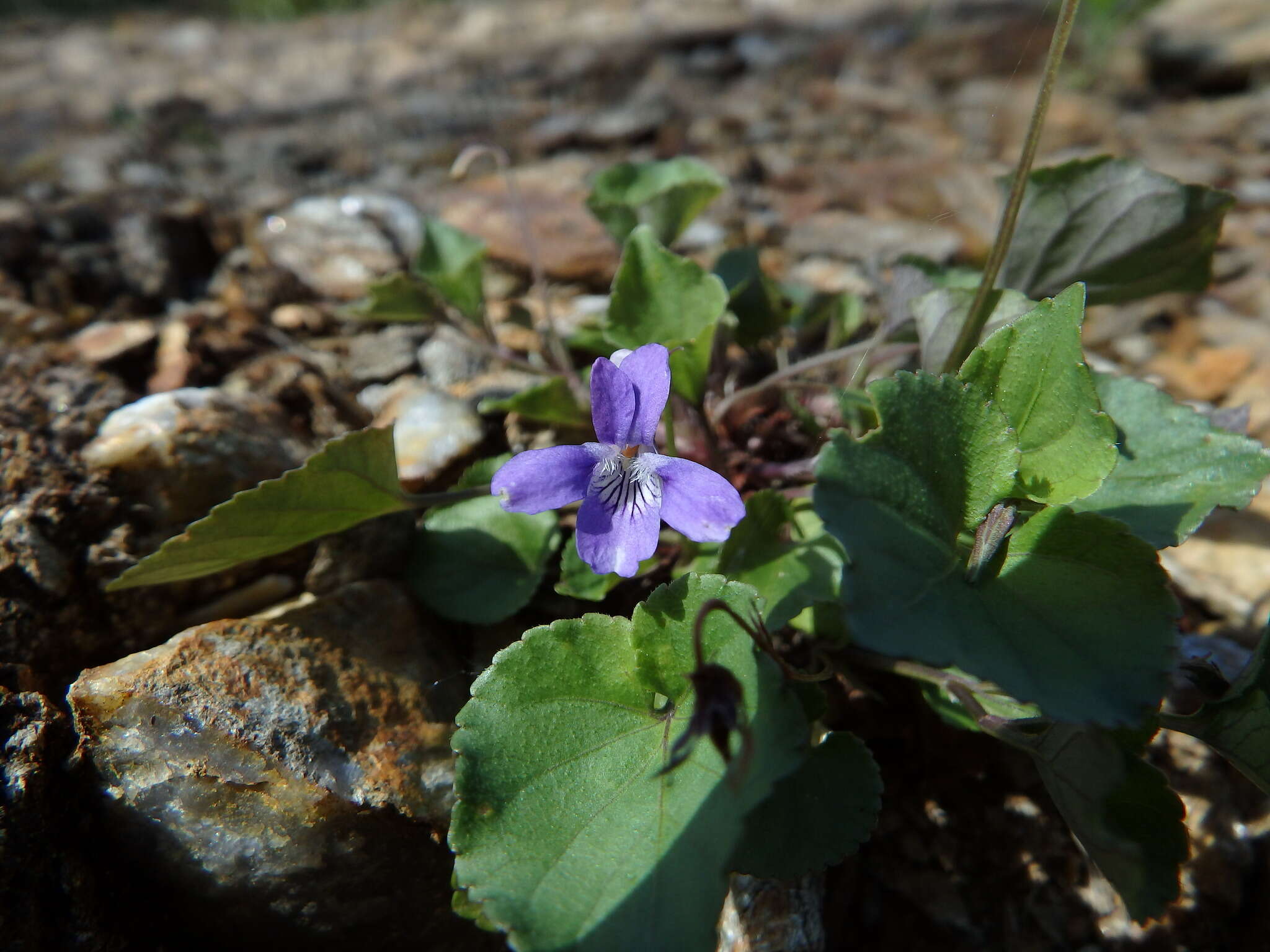 Image of common dog-violet