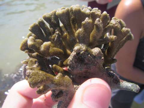 Image of Branched Sandpaper Coral