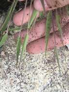 Image of western panicgrass