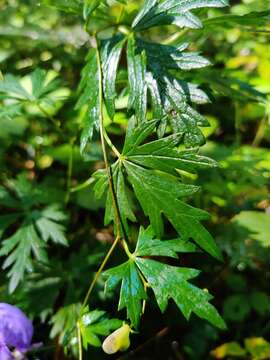 Image of Manchurian monkshood