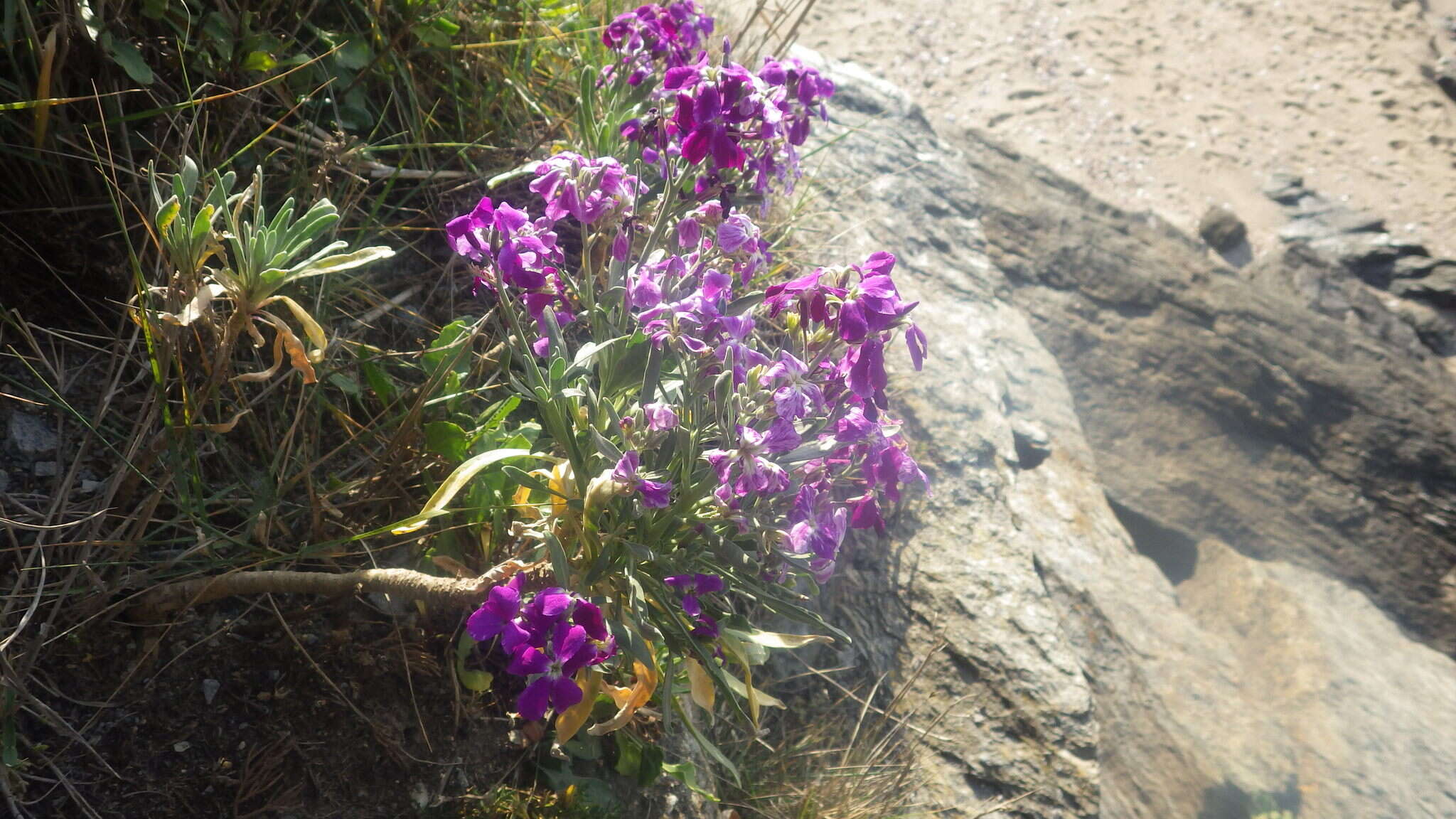 Imagem de Matthiola incana subsp. incana