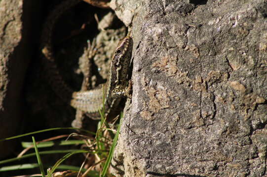 صورة Podarcis muralis muralis (Laurenti 1768)