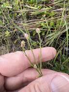 Image of Nuttall's milkwort