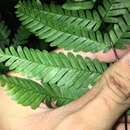 Image of Pteris bella Tag.