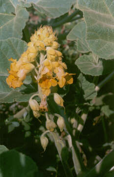 Image of yellow unicorn-plant