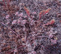 Image of Monterey spineflower