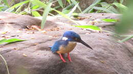 Image of Half-collared Kingfisher