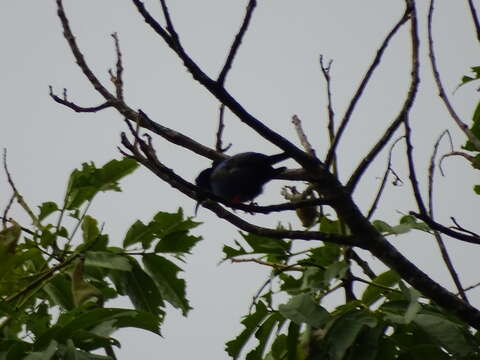 Image of Honeycreeper