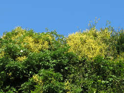 Image of Clematis foetida Raoul