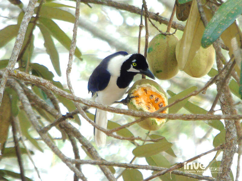 Image of White-tailed Jay