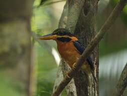 Image of Rufous collared kingfisher