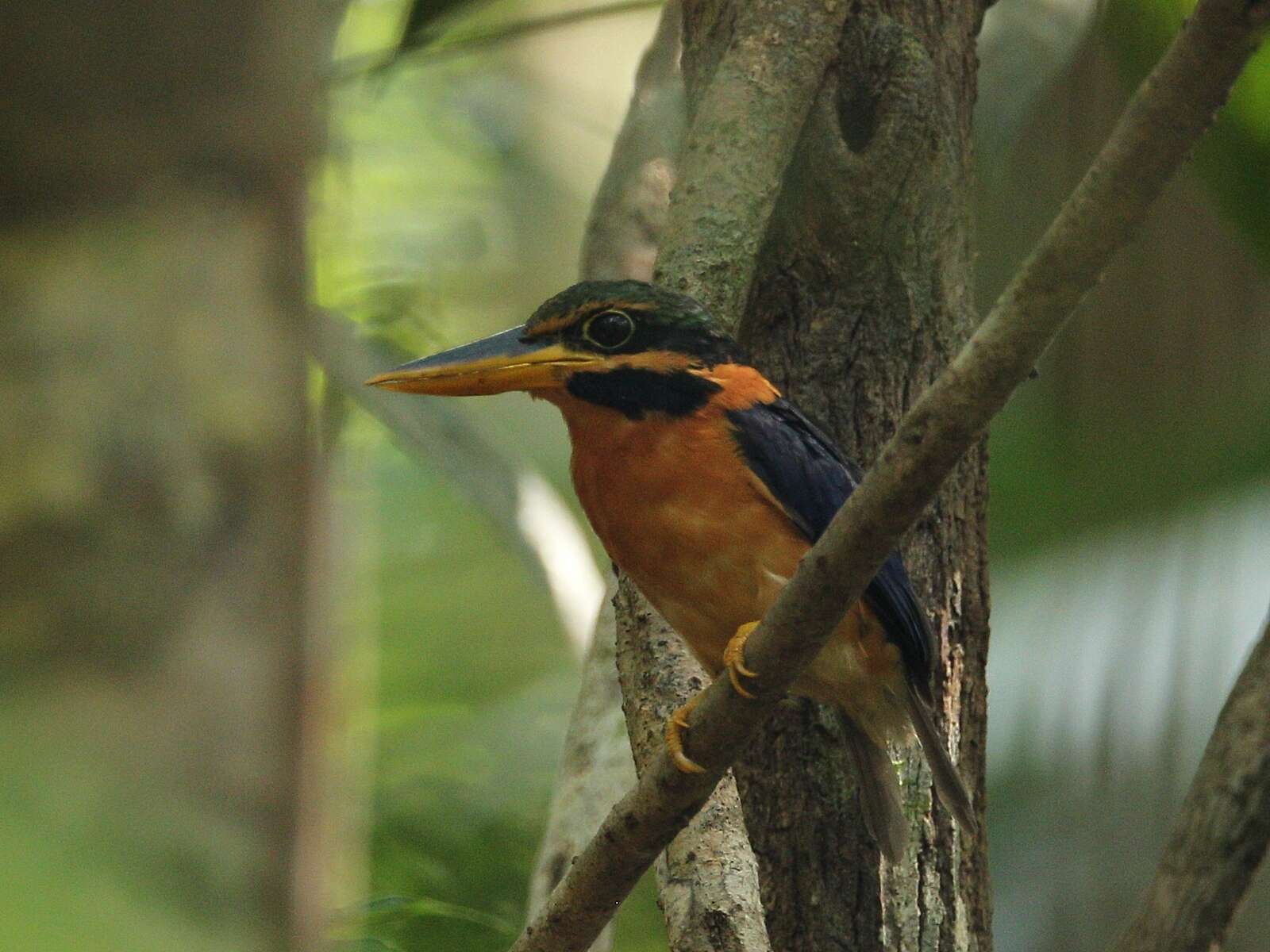 Image of Rufous collared kingfisher