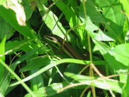 Image of Java Grass Lizard