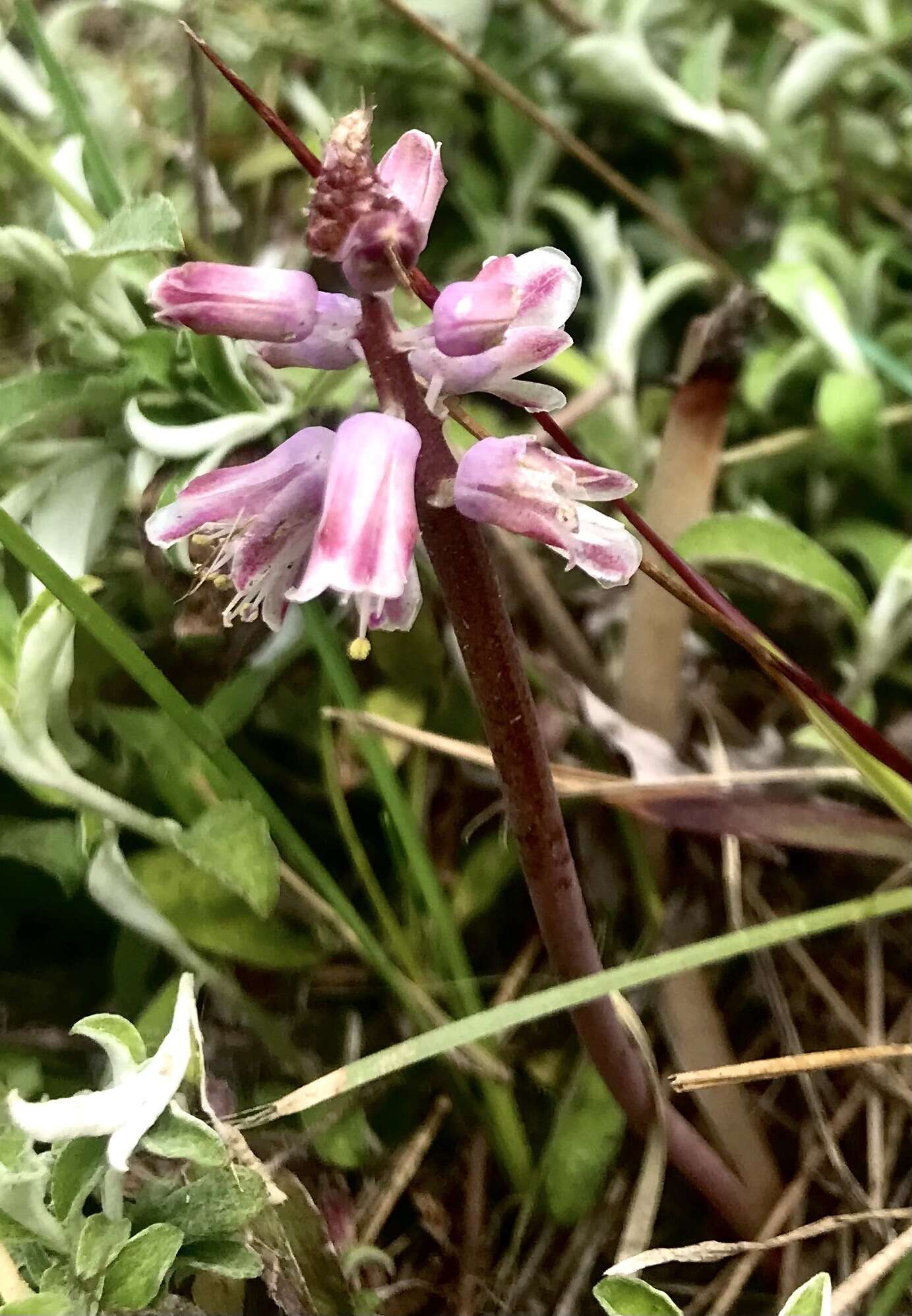 Imagem de Lachenalia youngii Baker