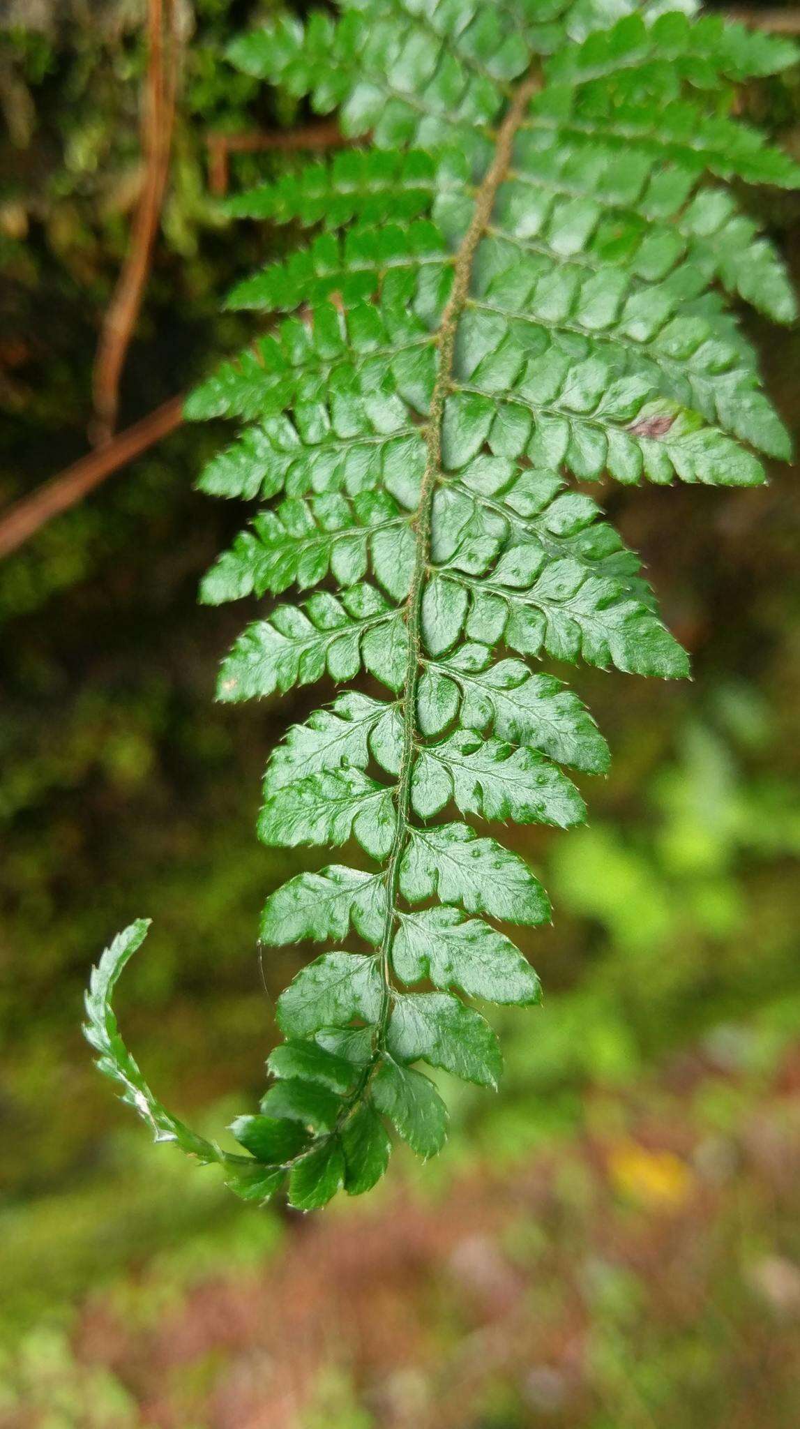 Imagem de Polystichum parvipinnulum Tag.