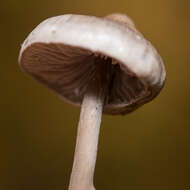 Tephrocybe resmi