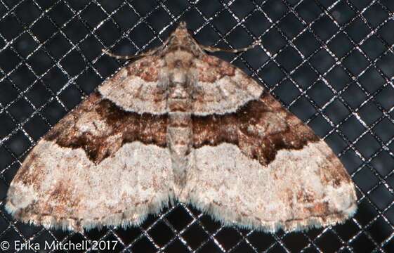 Image of Toothed Brown Carpet