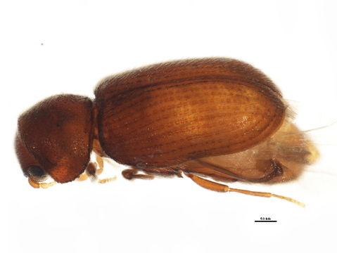 Image of drugstore beetle