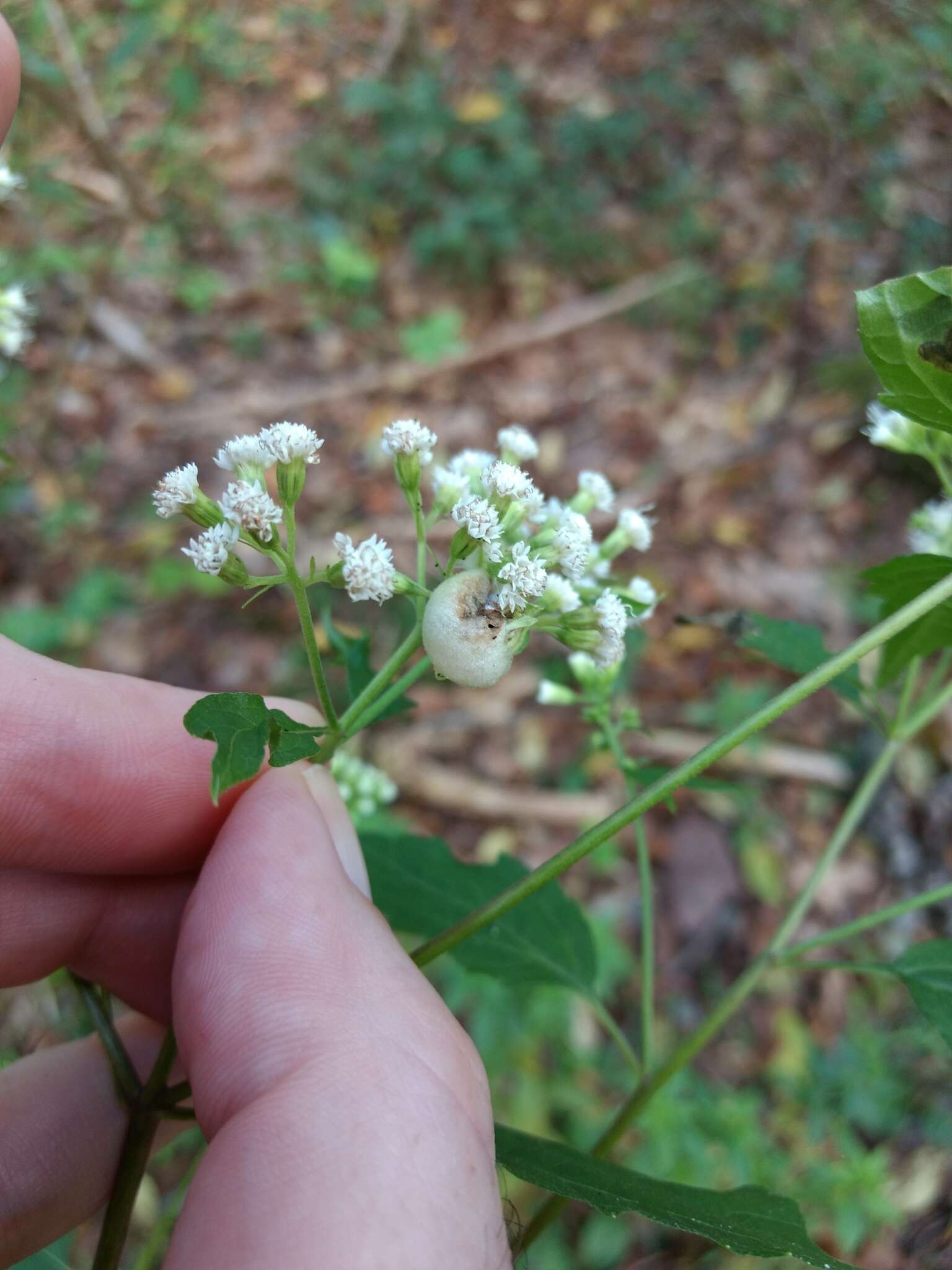 Plancia ëd Schizomyia eupatoriflorae (Beutenmuller 1907)