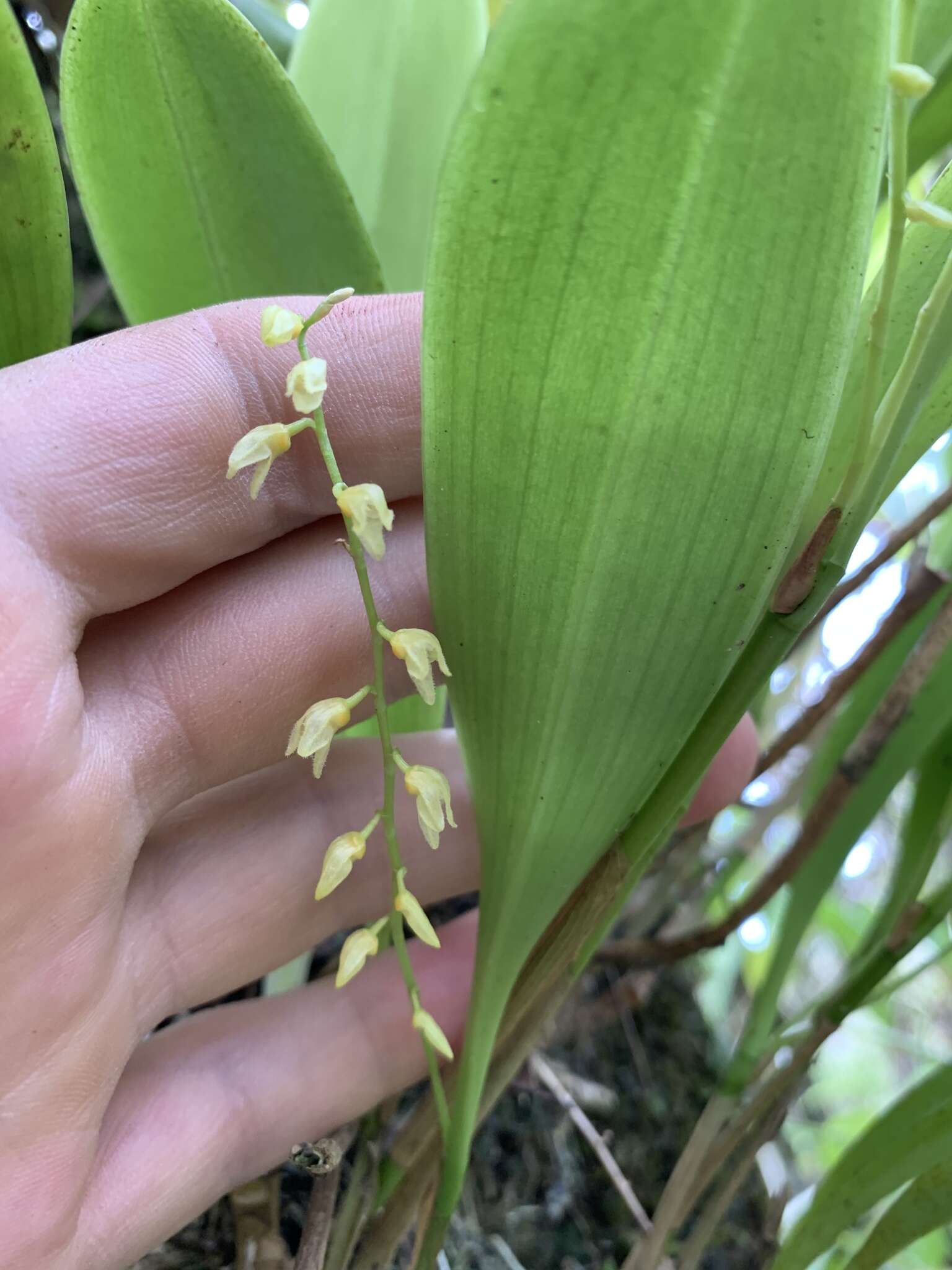 Image of flor de llanten