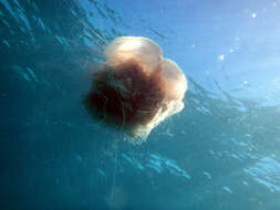 Image of larson's jellyfish