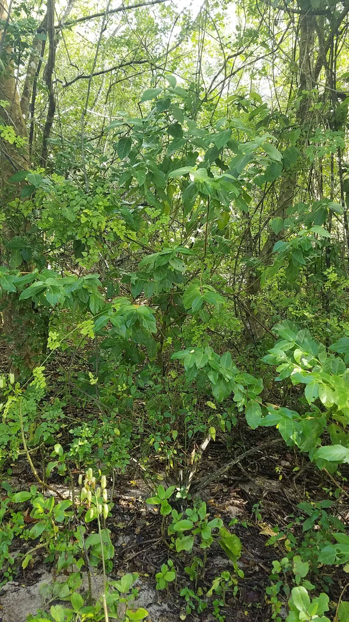 Sivun Cubanola domingensis (Britton) Aiello kuva