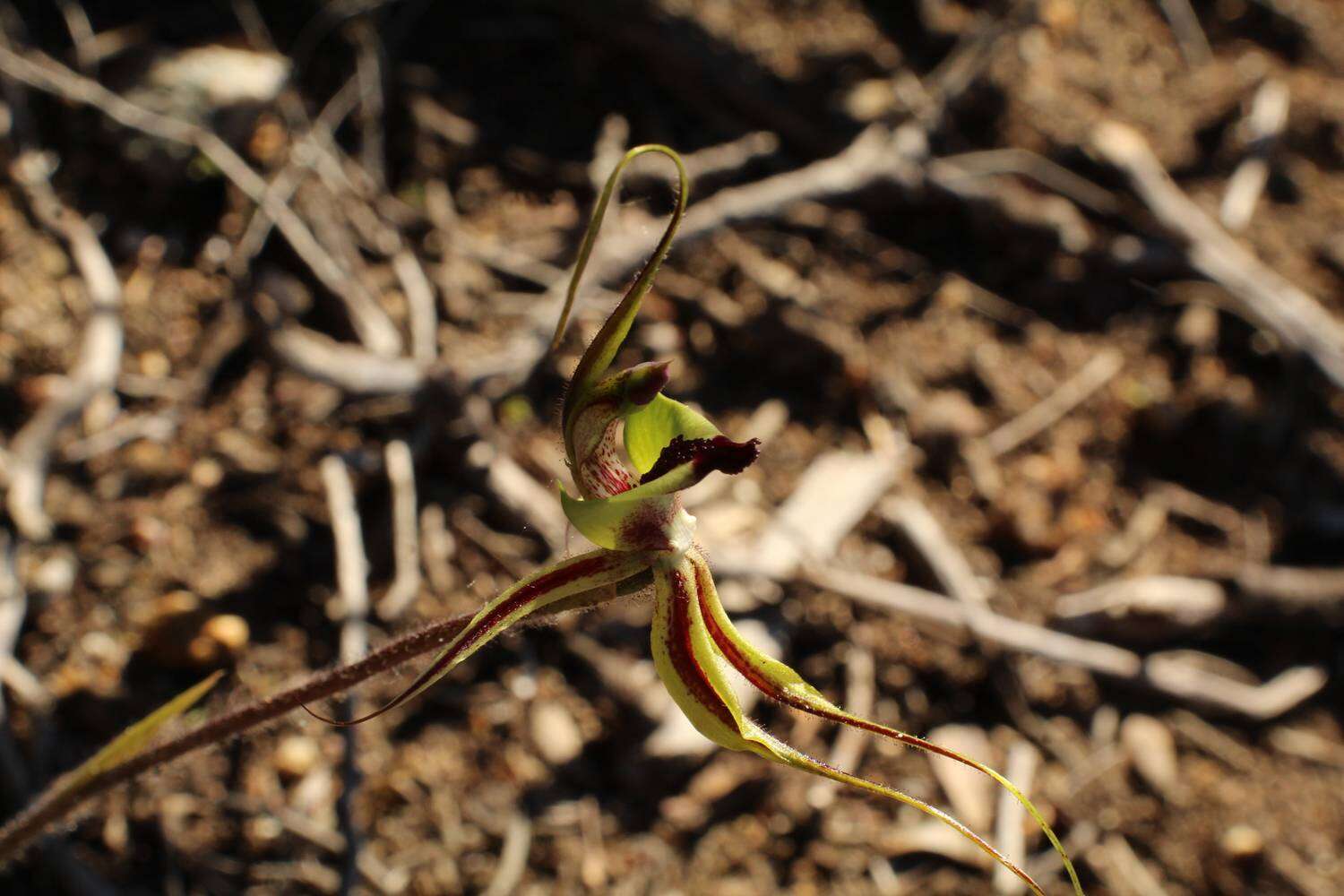 Image of Pointing spider orchid